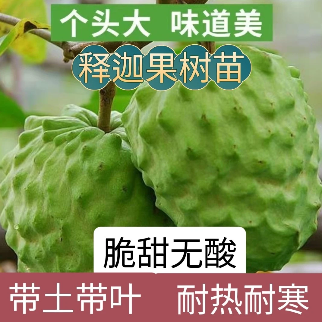 （带土带叶）嫁接释迦果大果树苗台湾凤梨番荔枝果苗南方地栽盆栽当