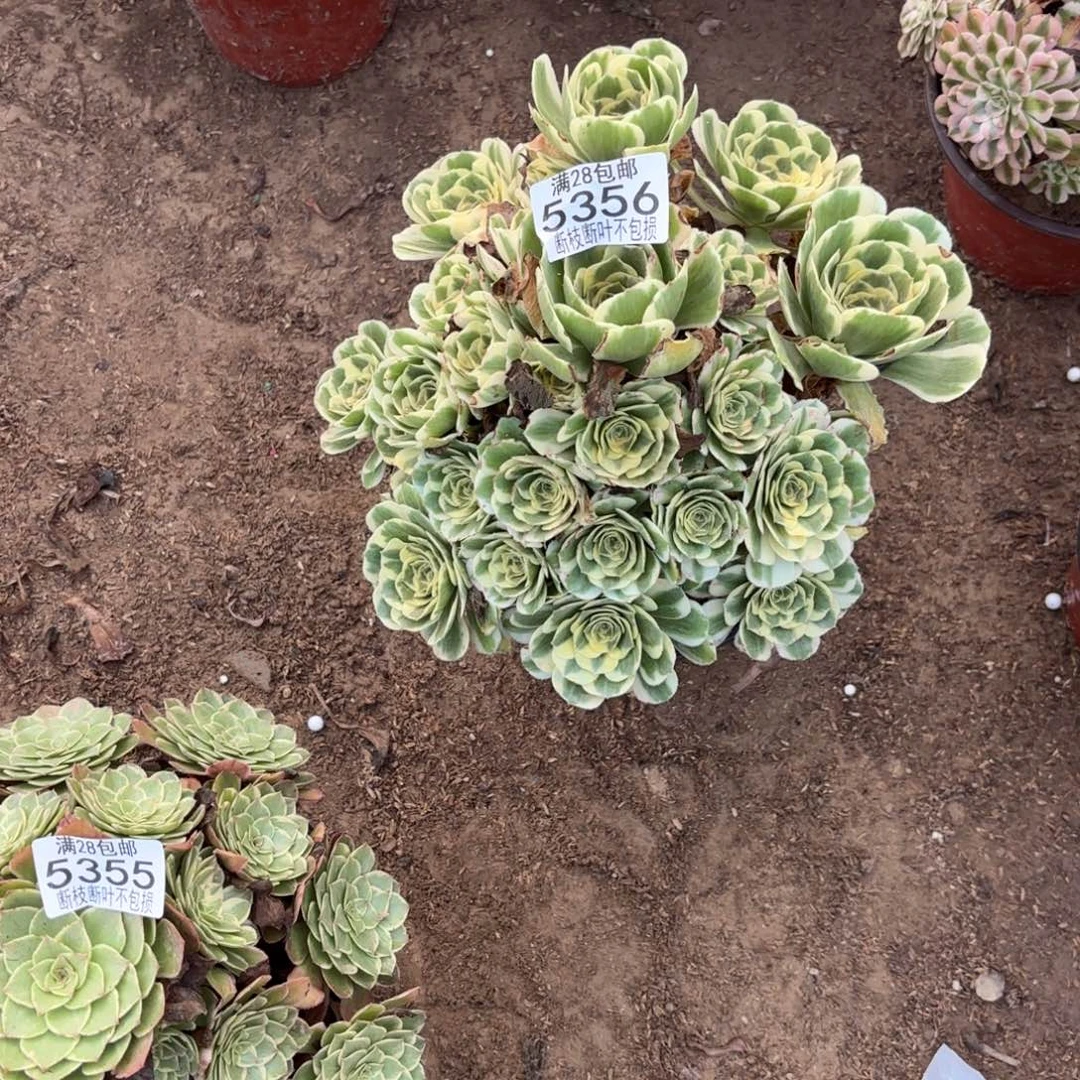 M. 5356迈巴赫多肉。bal