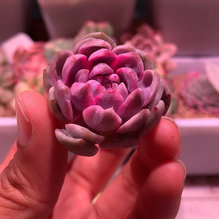 冰魄锦锦锦锦锦锦锦