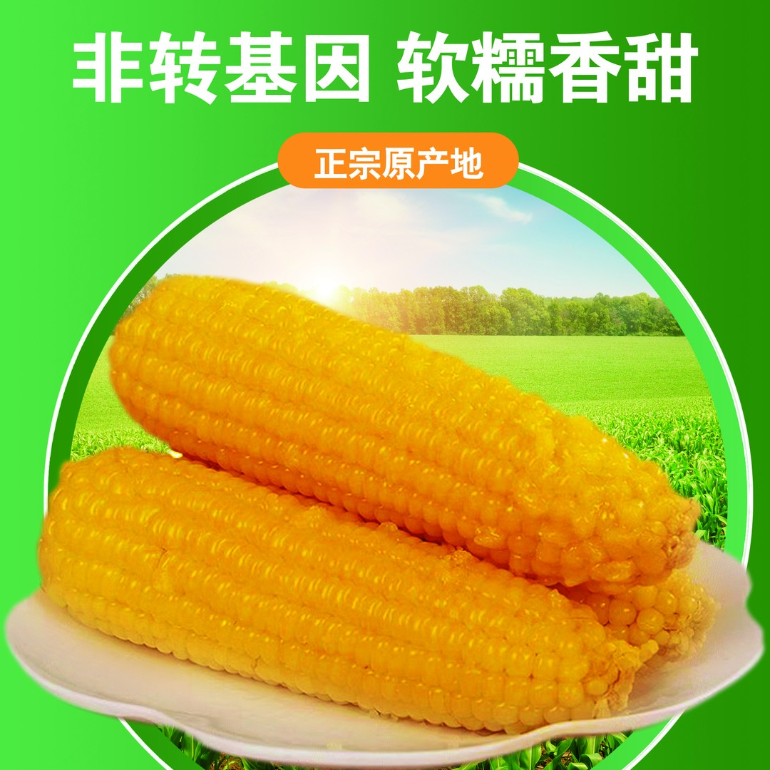 郁穗【试吃两根】糯九 东北黄金铝箔真空独立装 黄糯玉米 10支 S