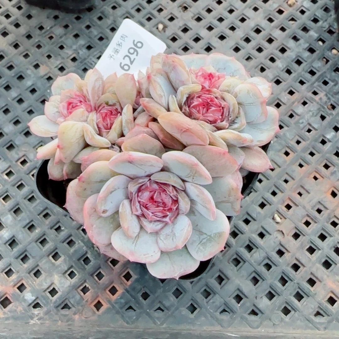 绝***鹿宫花群，6296多肉植物