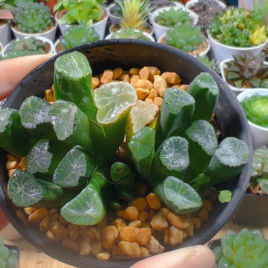 双头万象多肉多肉多肉1