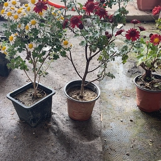 。***z完全开放菊花盆景