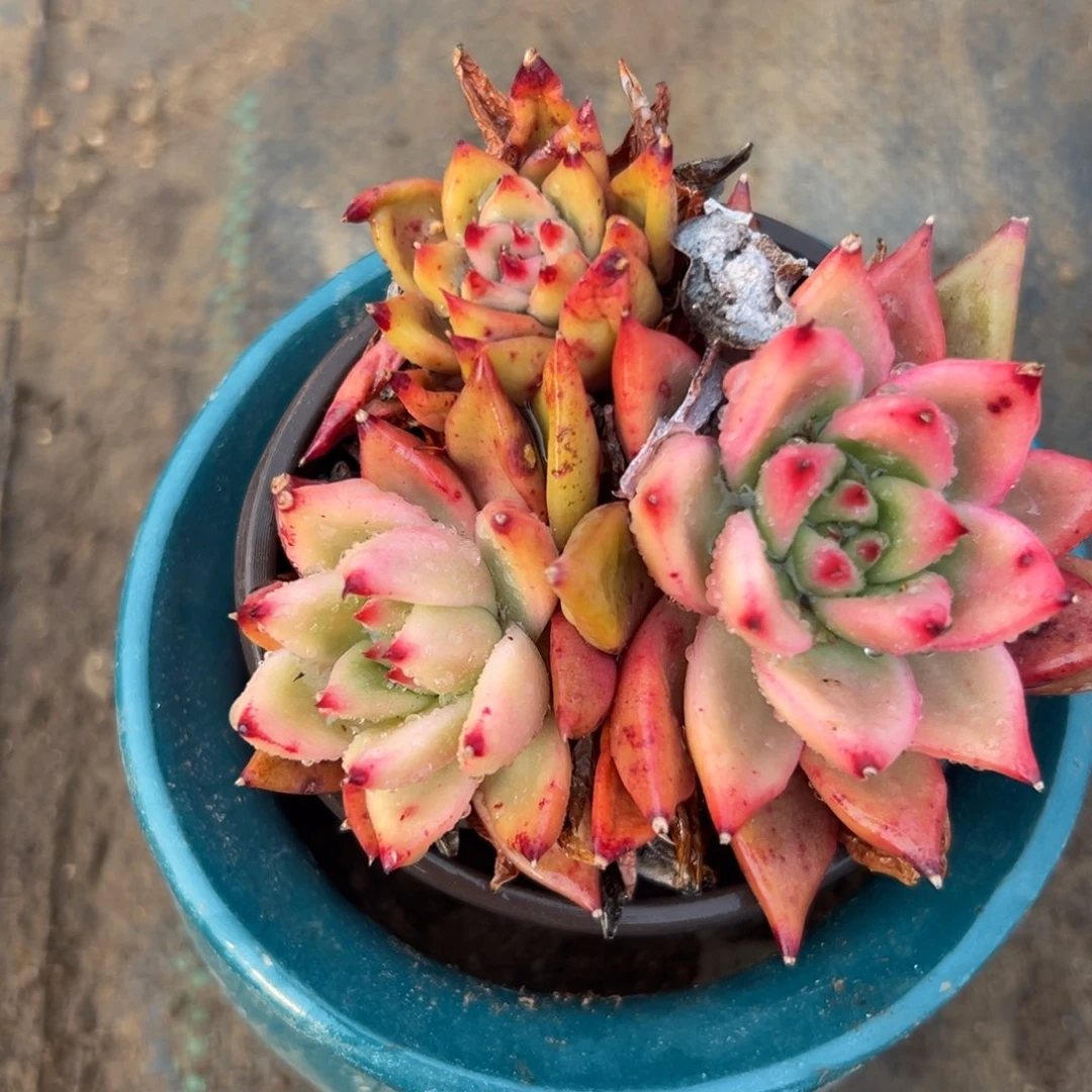 多肉植物多肉植物