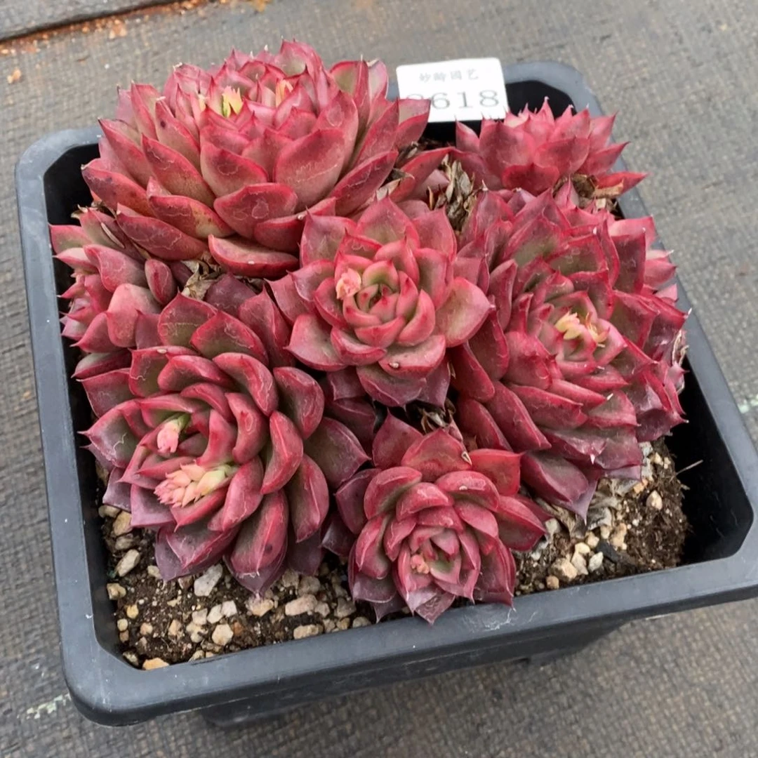 T****28618杂交精品多肉老桩