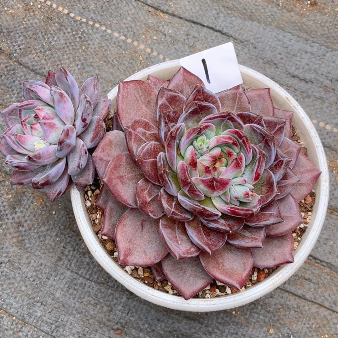 一****11.3-1夜魔侠11111111111111