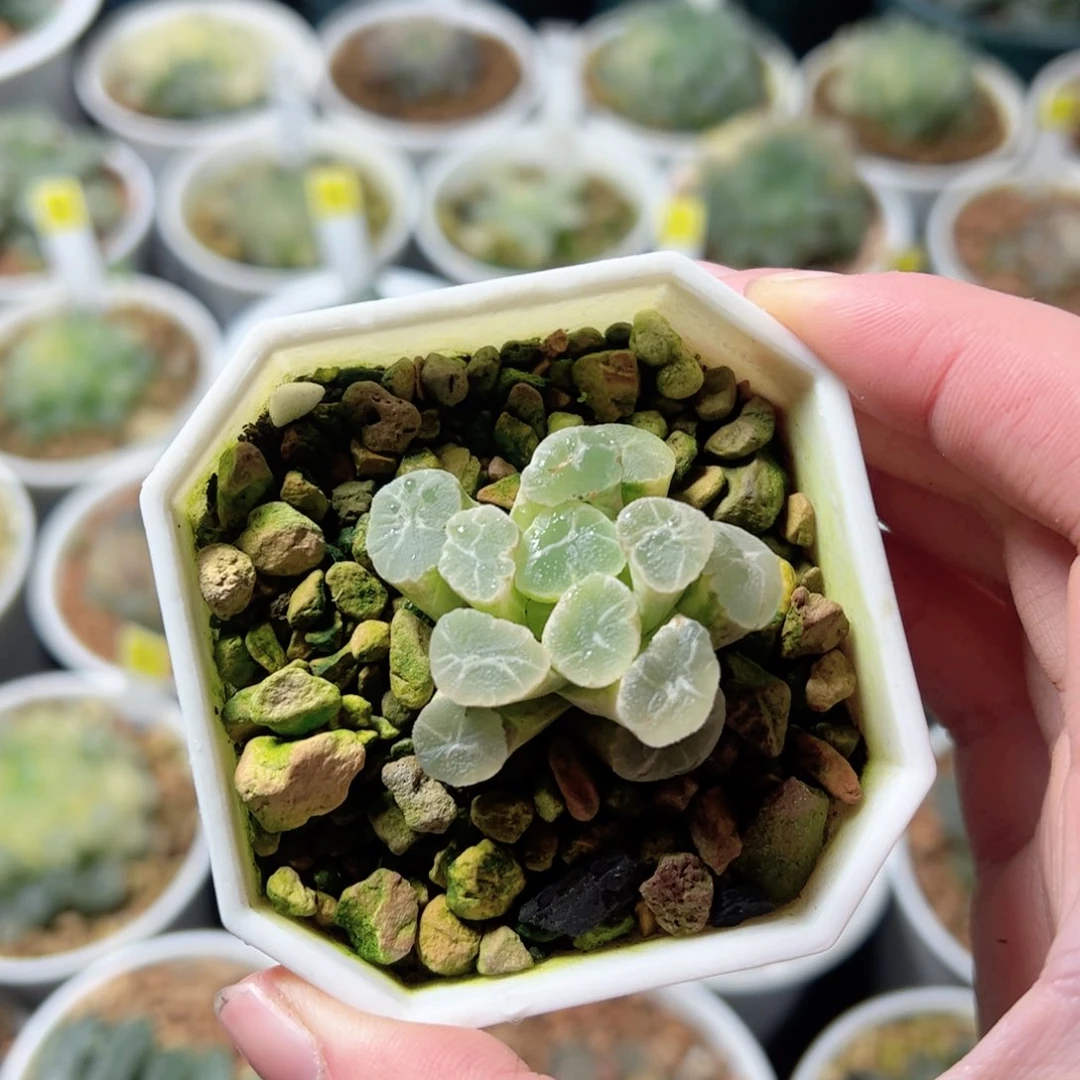 糊斑z1万象锦玉露多肉