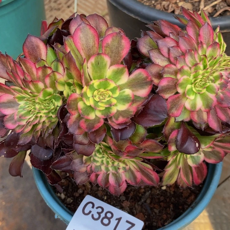 【闪购商品】3817美姬缀多肉