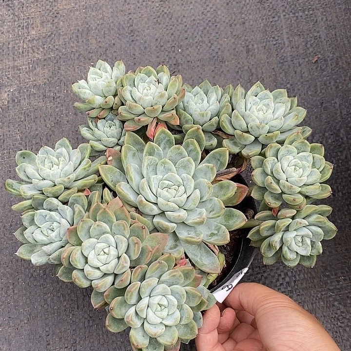 记得拍冷链不知名62