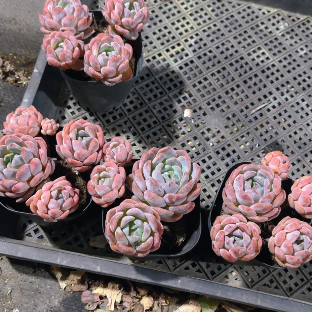 云梦胭脂10cm整桩老桩新疆包邮
