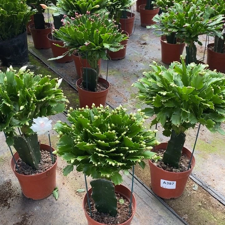 当前无花栽培后可以开花云*388嫁接白玛丽