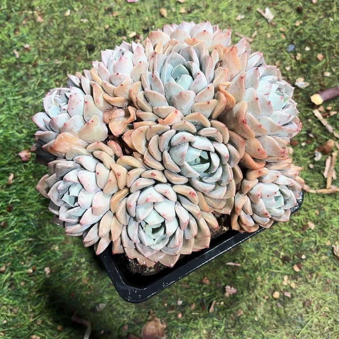 白鹭杂平头大群多肉植物