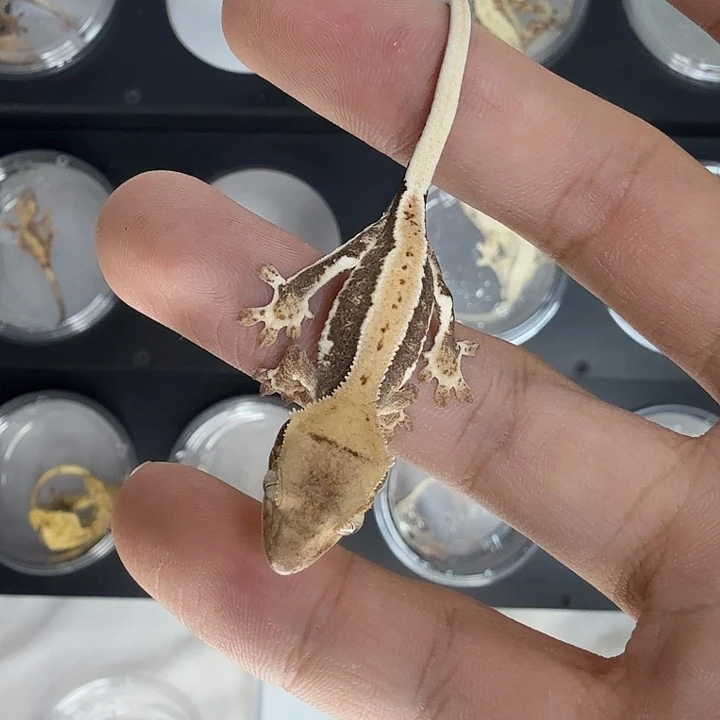 睫角守宫莉莉白苗子