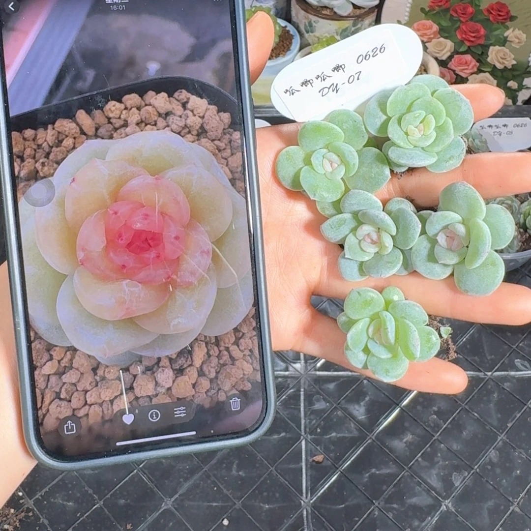 0626-7-花钿单头量拍