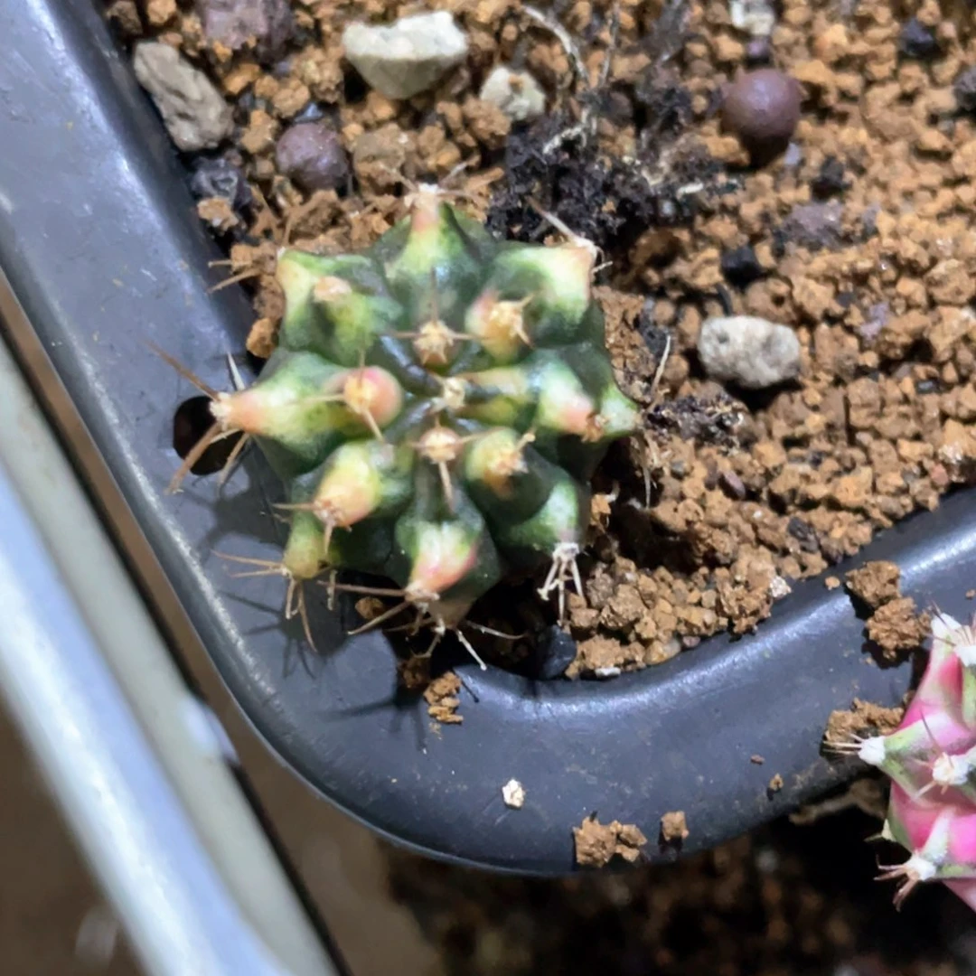 当前无花朵，栽培后可花朵虎斑米哈锦