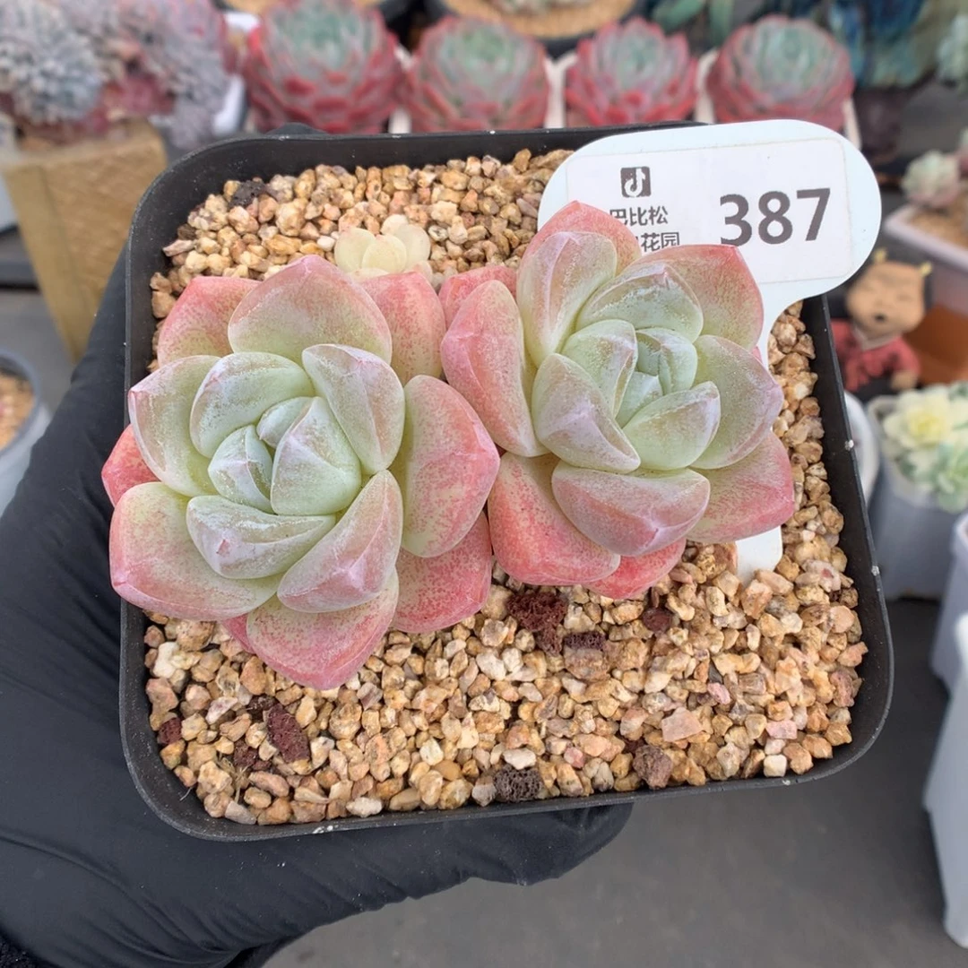 387 粗腿双头老桩冰玉