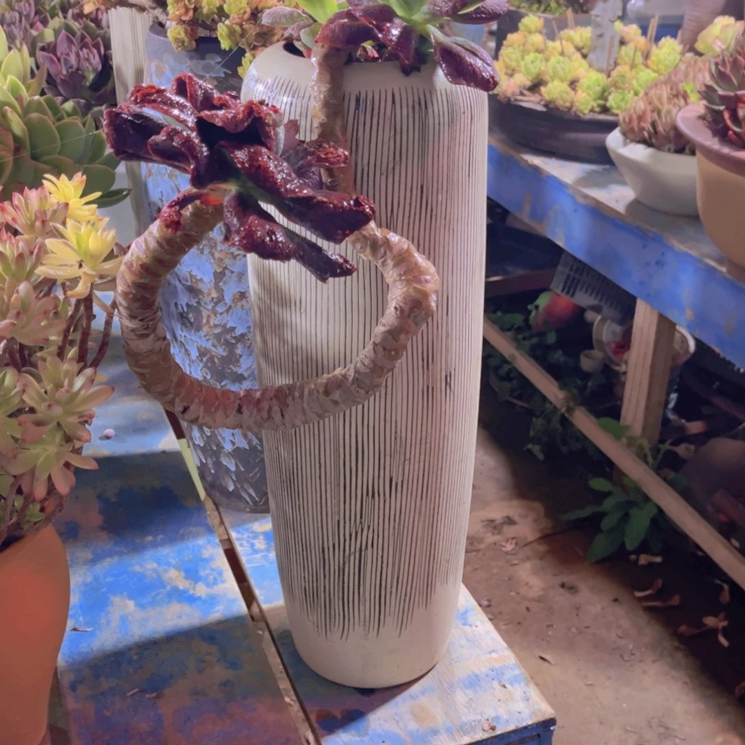 冉*多肉植物保护研究所