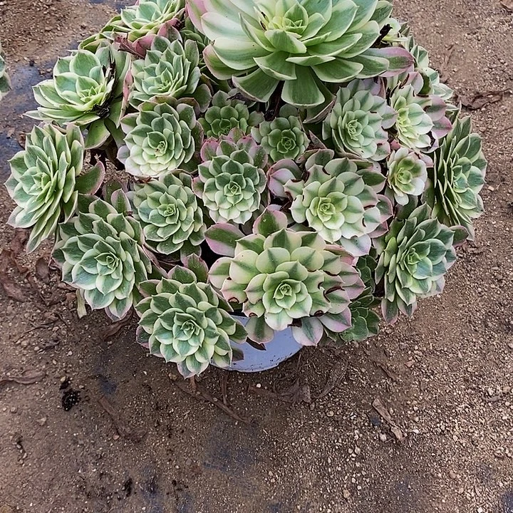多肉海仙011多肉植物