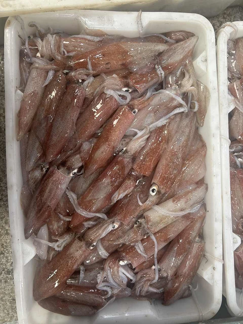 钓母管  鱿鱼 厦门海鲜配送  现称  1500g