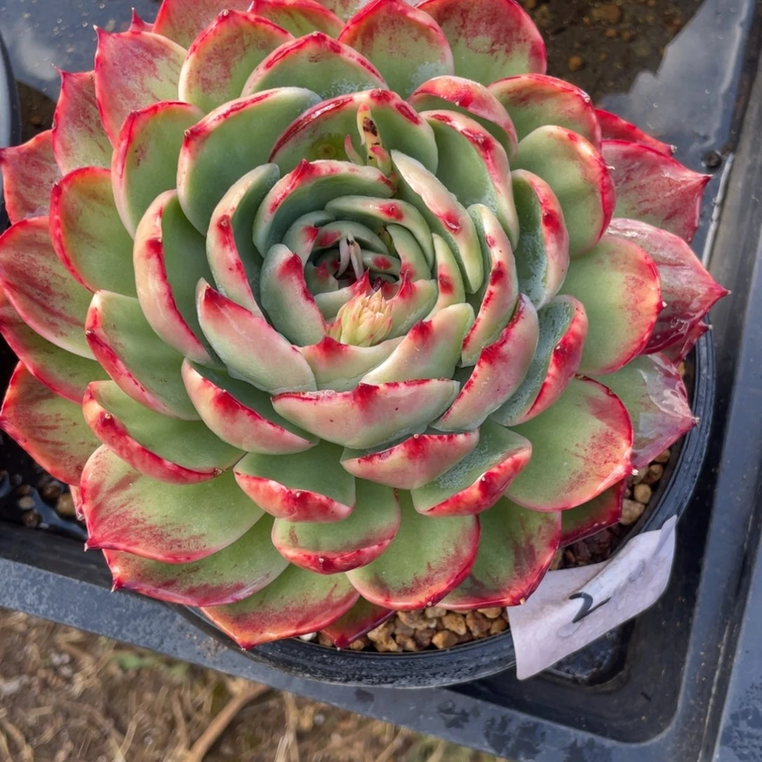 惊鸿仙子冠服17左右