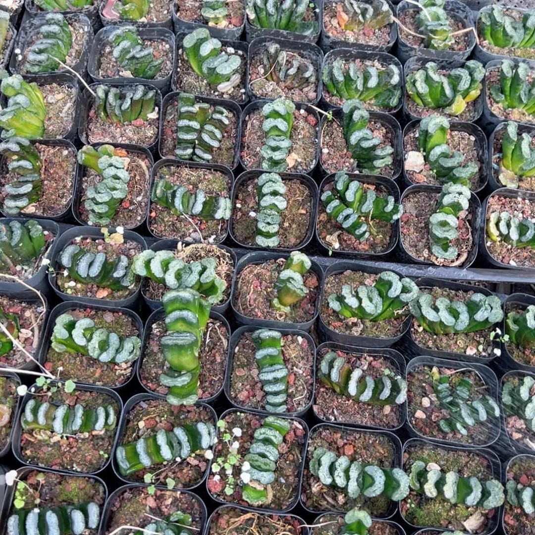 处理玉扇多肉植物一颗