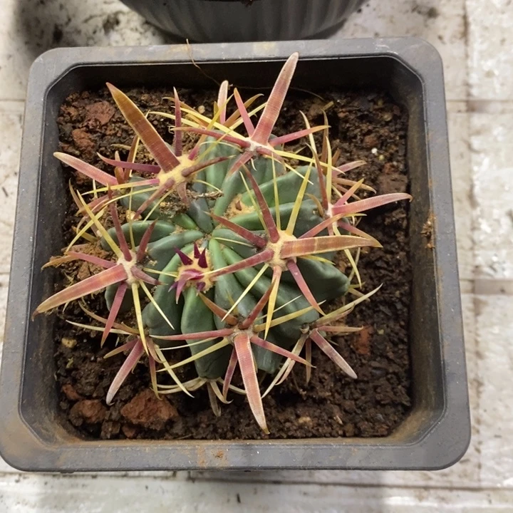 实生宽刺日出特价福利