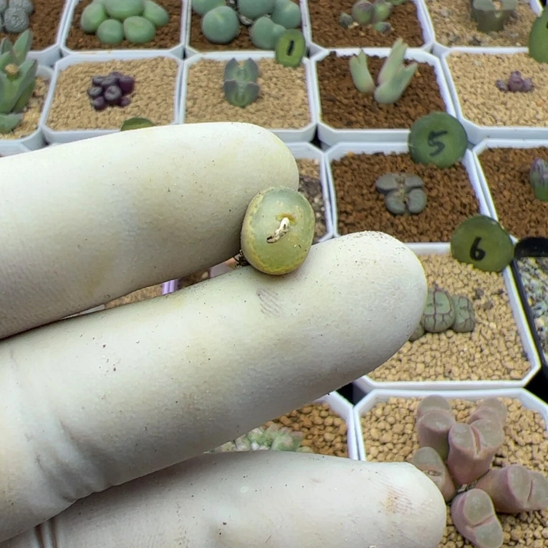 发****在好看的小肉肉22093