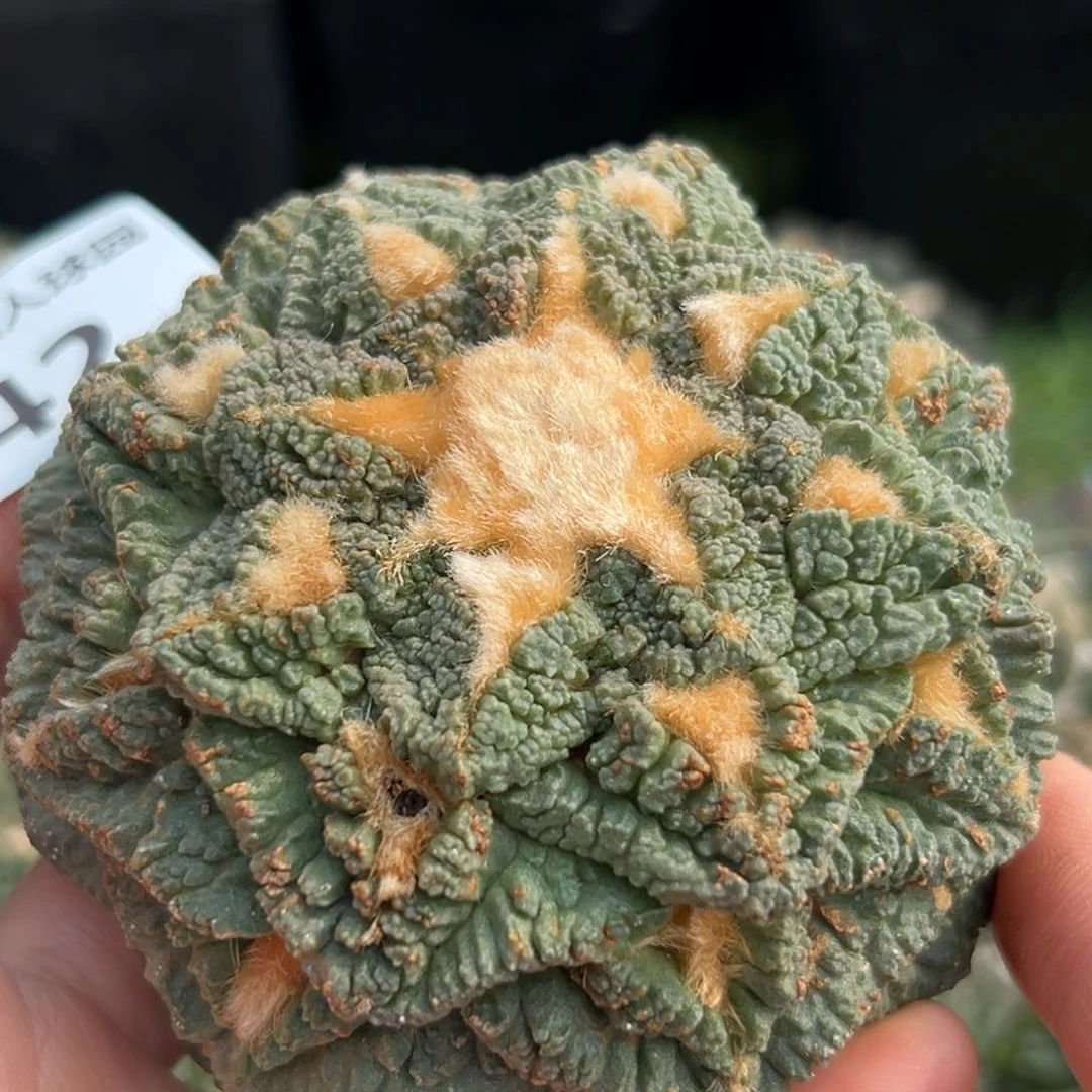 142 仙人球的故事 有根