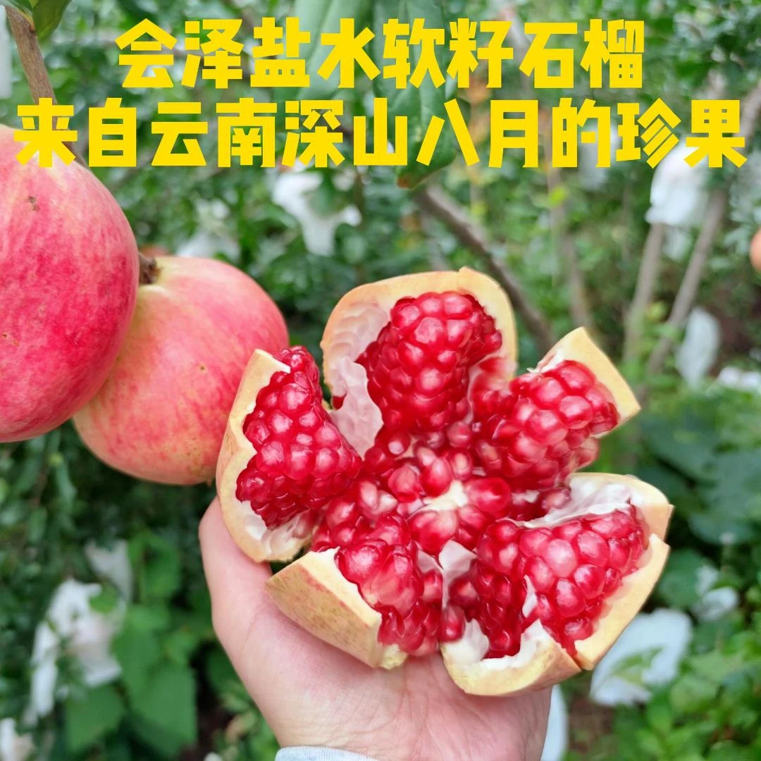 会泽盐水软籽石榴新鲜采摘爆甜多汁当季水果籽软可食老少皆宜果王