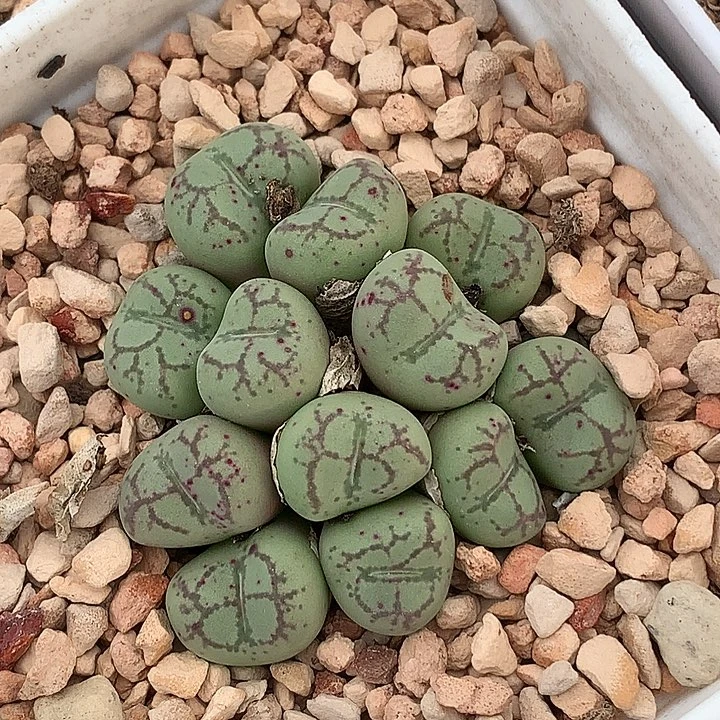 精品多肉植物园艺紫猴脸