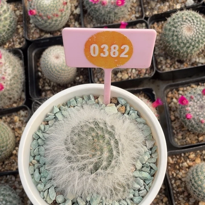 爱****实生无刺丽光殿03820000000