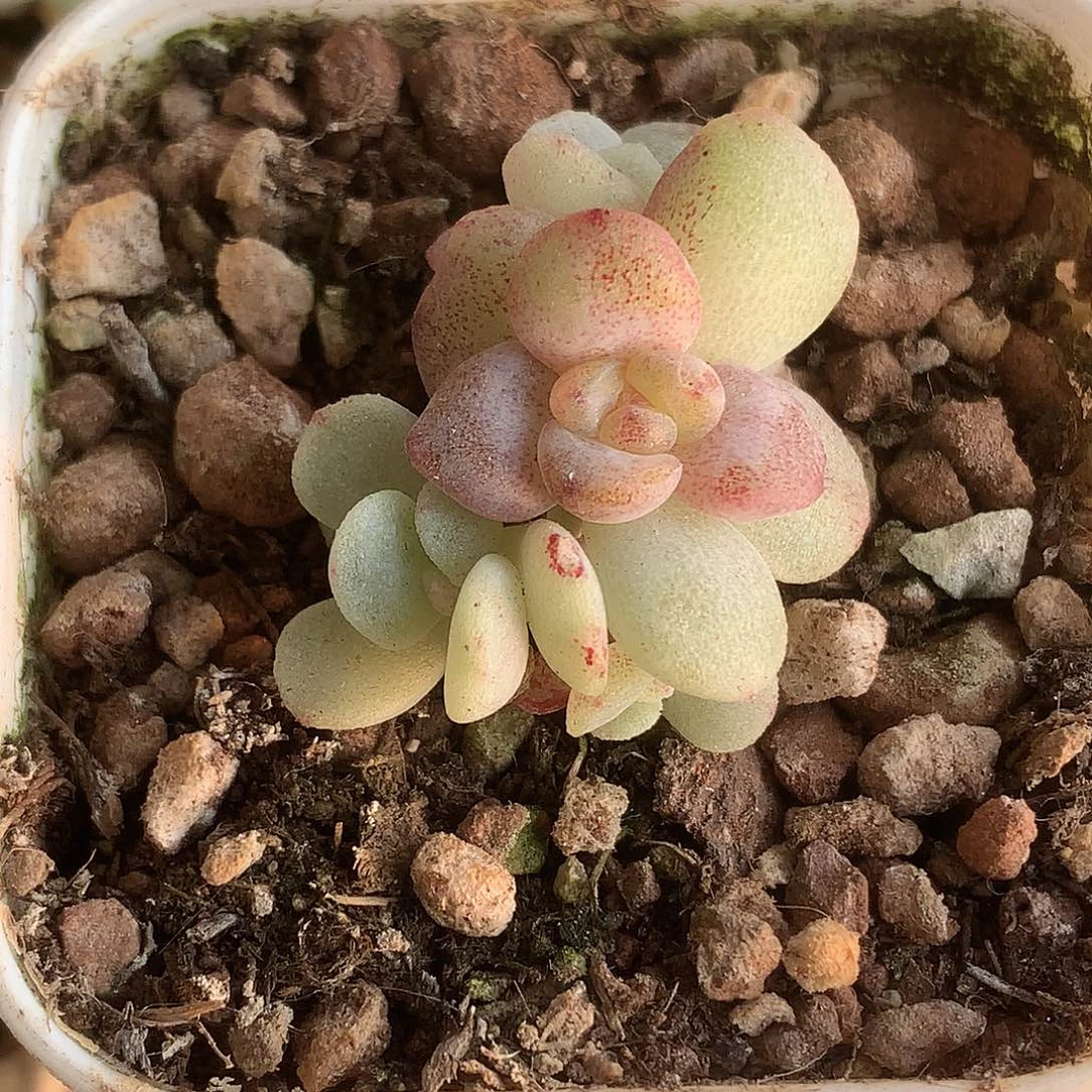 冰玉变异石化群生一物一拍