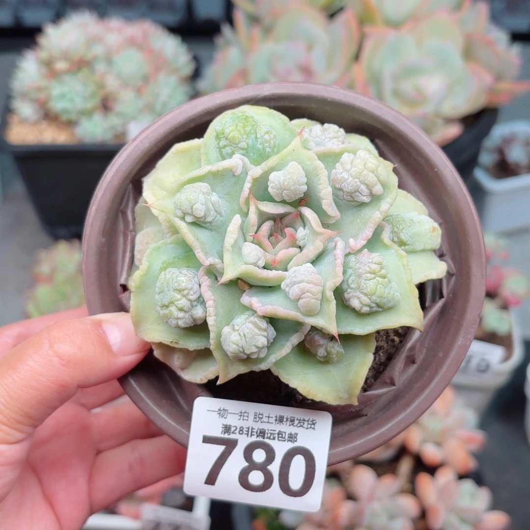 留财饺子皮无盆土发货