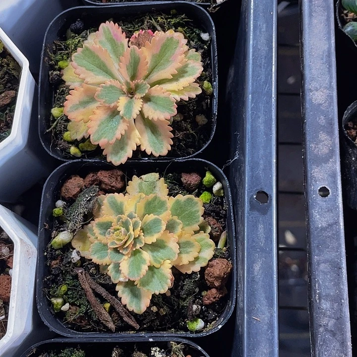 亚特兰蒂斯锦带盆土发