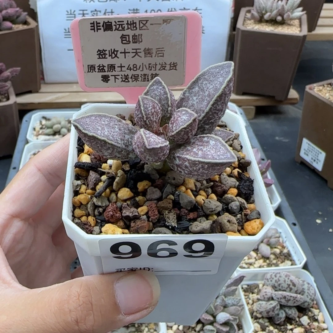 佳*969胖虎多肉植物