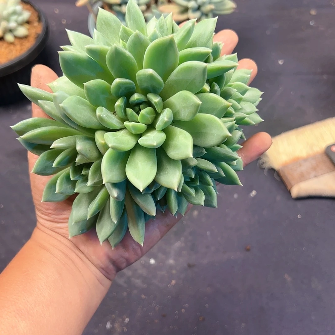 【闪购商品】宽叶布丁缀
