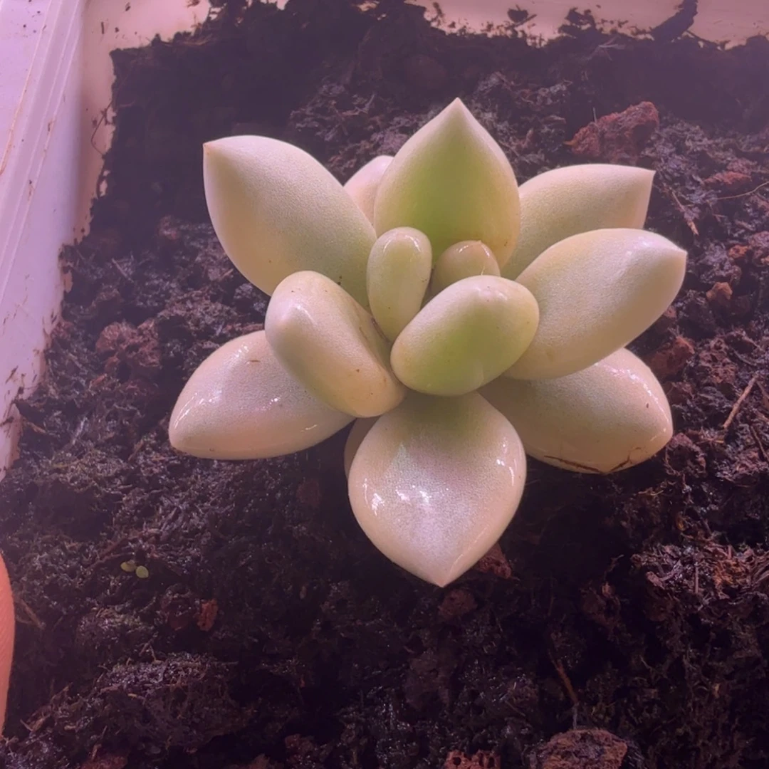 新香水锦 多肉植物