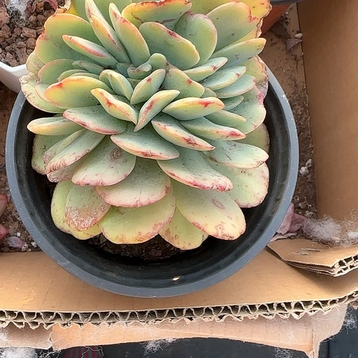 心****师青蛙王子儿童牙膏111