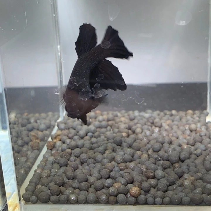 斗鱼泰国斗鱼88号