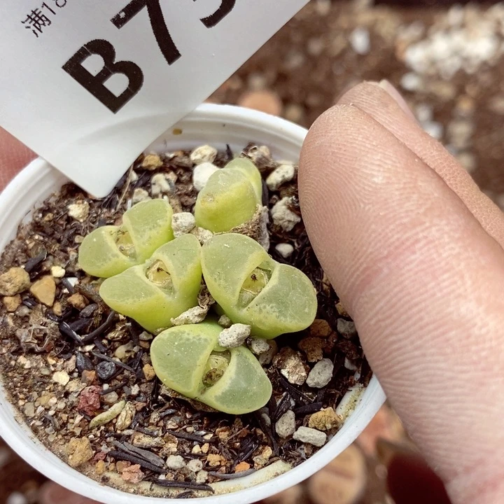 青*✰我是一只小小鸟737