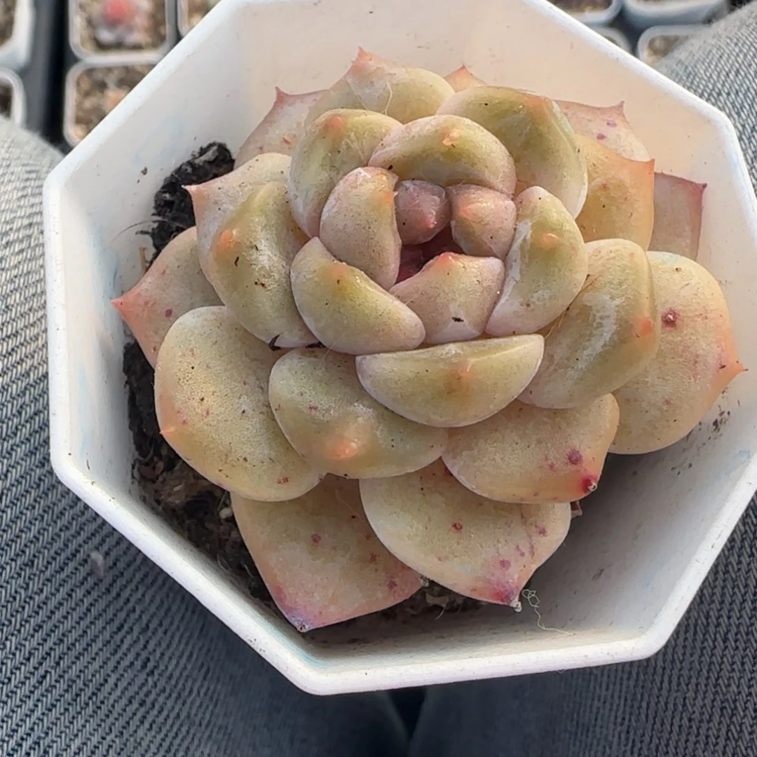 多肉小卡拉米糖心一物一拍