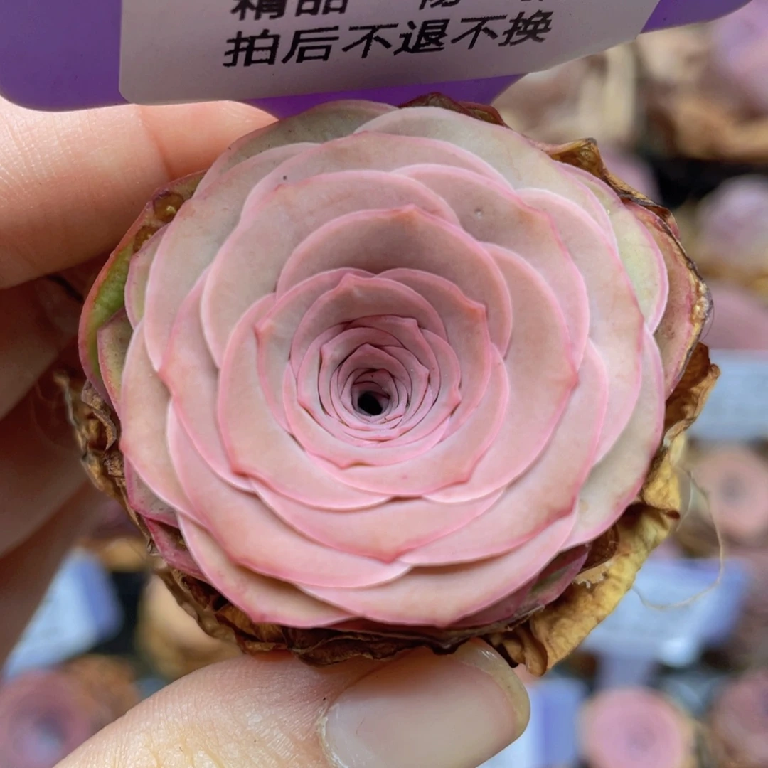 山地玫瑰J872满38包邮裸根发货