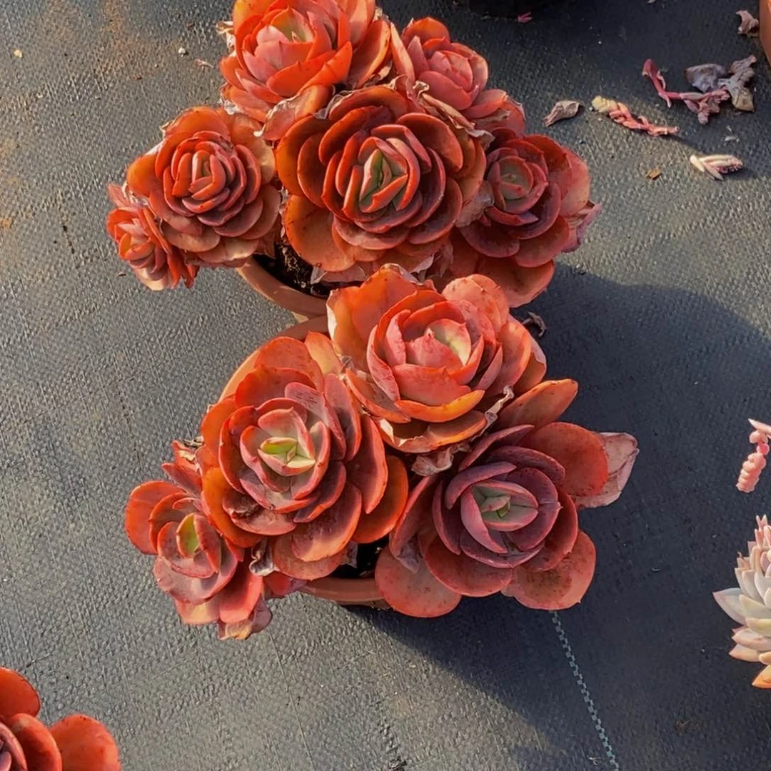 湖*48包邮一物一拍多肉植物