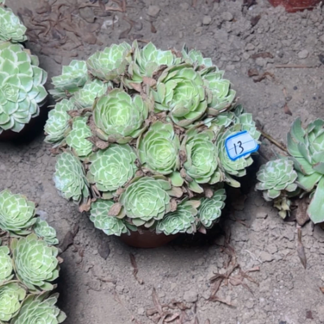 【闪购商品】水蜜桃13