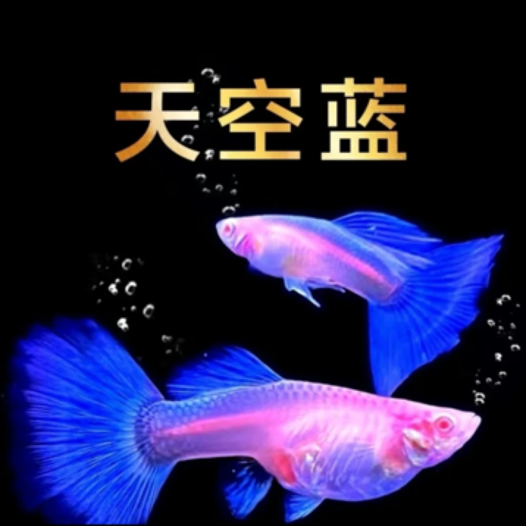 天空蓝精品孔雀鱼2.5-3cm（入缸不包损）