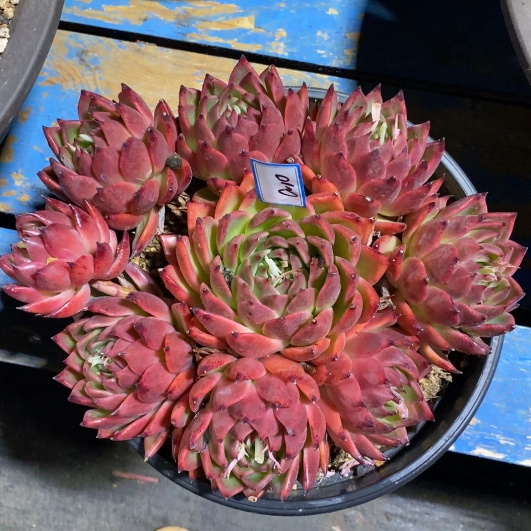 福利樱桃女王手捧a10