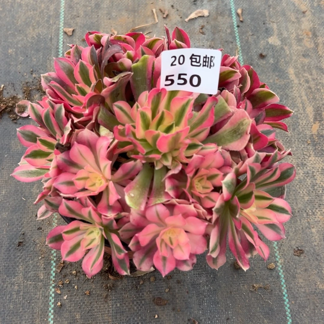 550女巫，满20包邮嘟叮熊