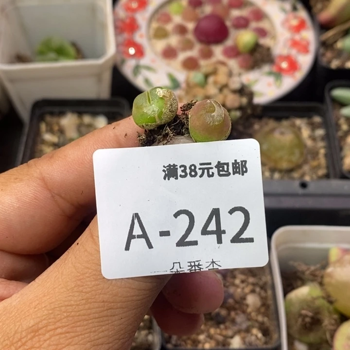 啊****56666666665699999998
