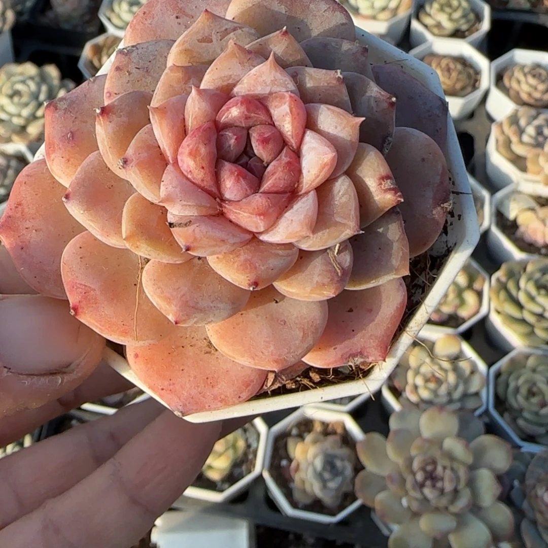 多肉小卡拉米糖心一物一拍