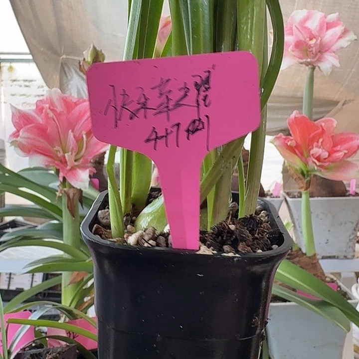 无花朵快乐荣耀朱顶红直径4加7侧